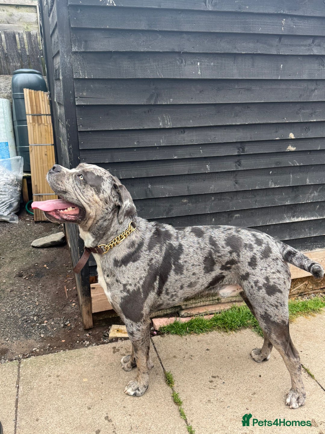 Cane Corso dogs for sale: Cane Corso Puppies - Image 10