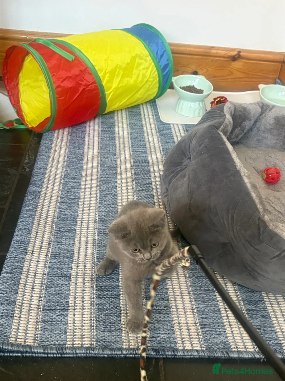British Shorthair cats for sale: Blue British Short Hair  - Advert 2