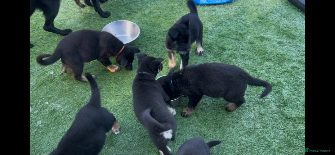 Mixed Breed dogs for sale: German Shepherd/Alaskan Malamute Puppies - Advert 2