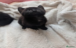 Mixed Breed cats for sale: Sweet kittens  - Image 8