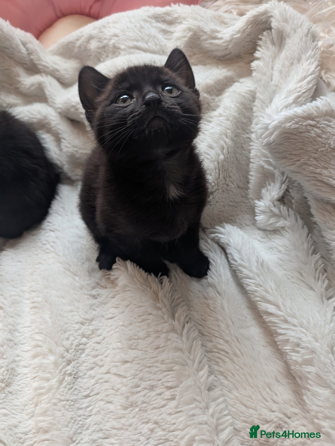 Mixed Breed cats for sale: Sweet kittens  - Image 8