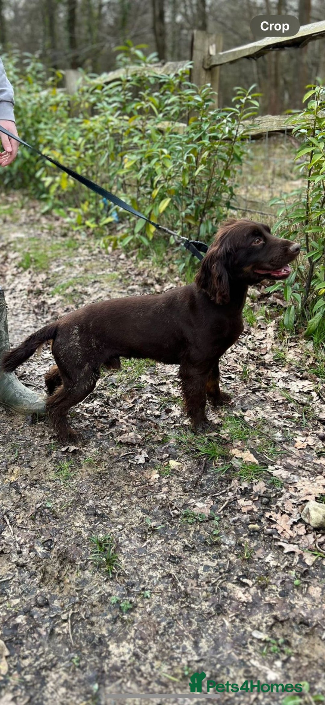 Cocker Spaniel dogs for sale: PURE CHOCOLATE WORKING COCKER SPANIELS  - Advert 5