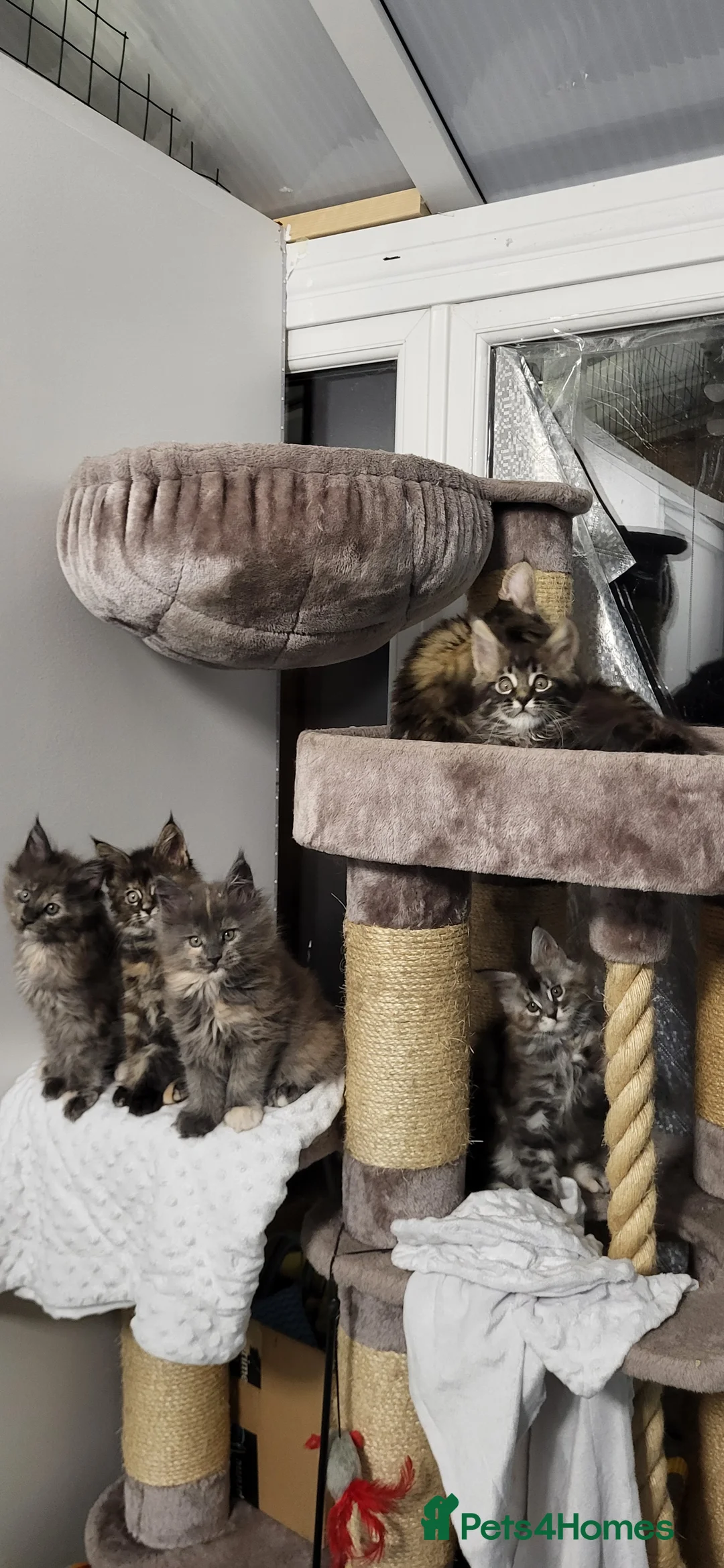 Maine Coon cats for sale: GCCF - Maine Coon Kittens - Advert 7