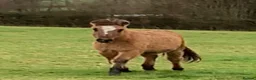 Dartmoor horses for sale: Dun ponies  - Advert 5