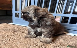 Shih Tzu dogs for sale: Stunning KC chocolate imperial Shihtzu puppies - Image 8
