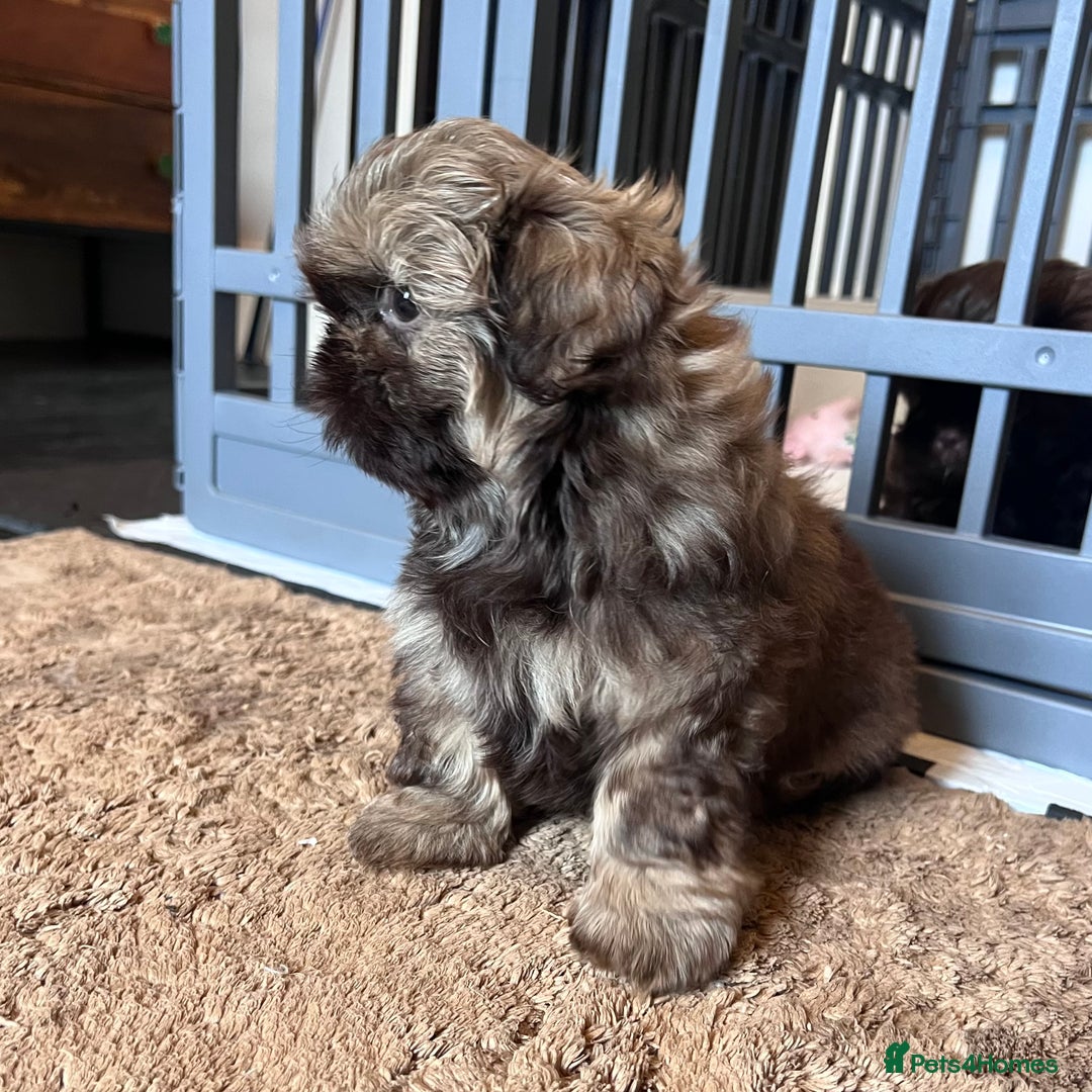 Shih Tzu dogs for sale: Stunning KC chocolate imperial Shihtzu puppies - Image 8