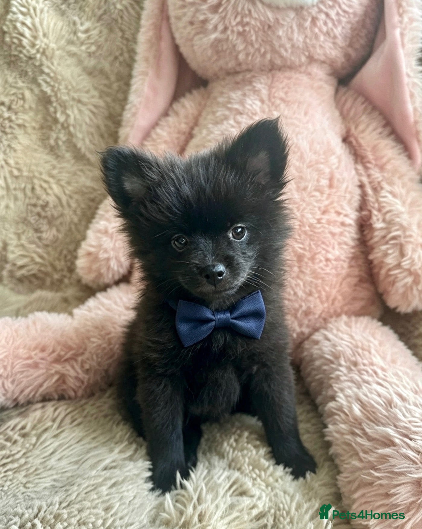 Pomchi dogs 💕last handsome baby boy💕 - Advert 2