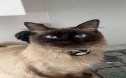 Maine Coon cats for sale:  Adorable Ragdoll x Maine Coon Kittens  - Image 16