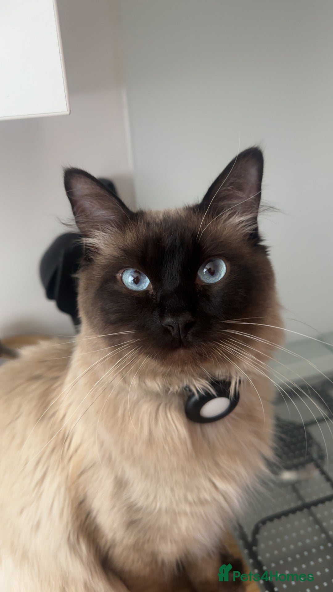 Maine Coon cats for sale:  Adorable Ragdoll x Maine Coon Kittens  - Image 16