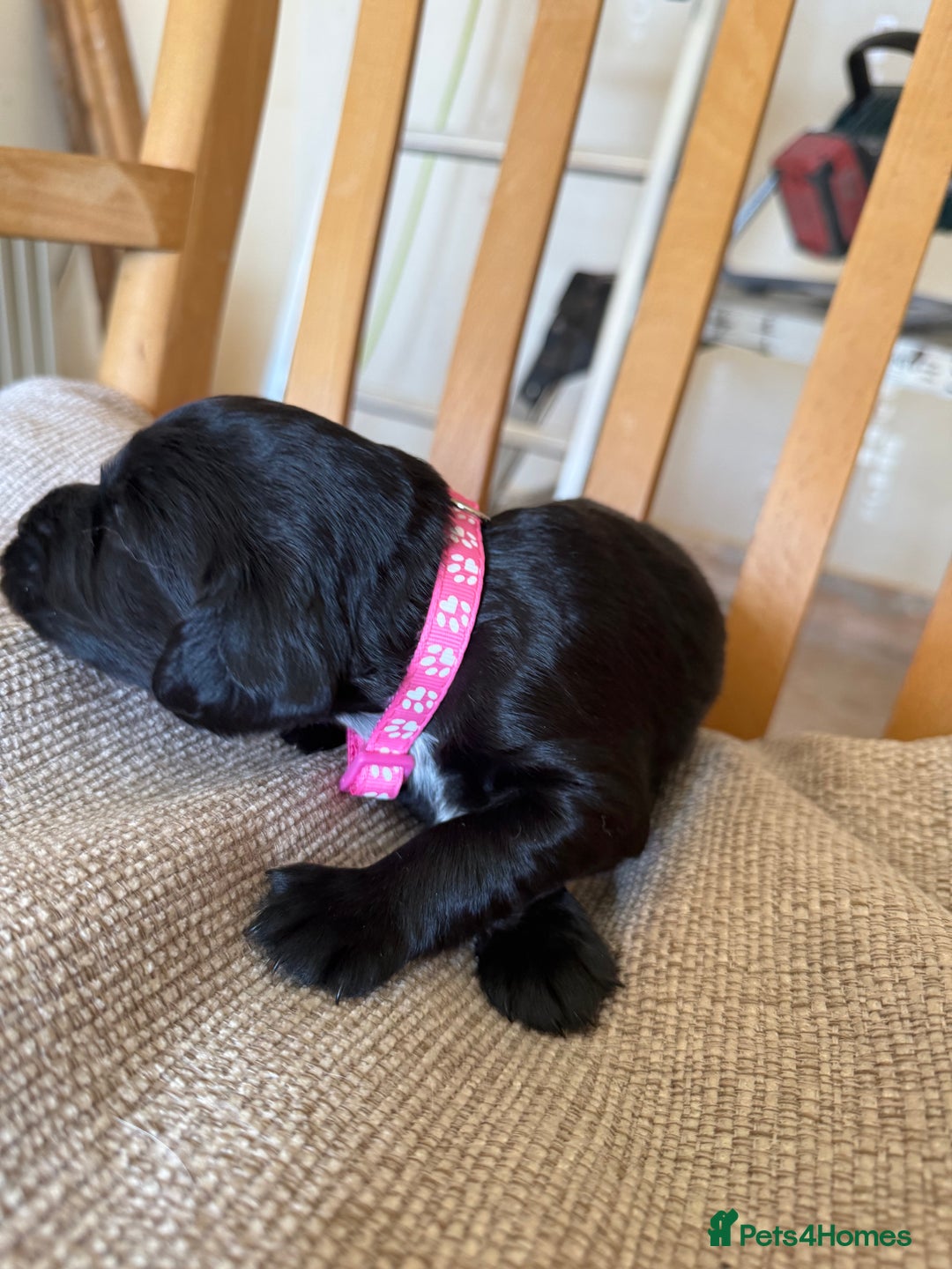 Cocker Spaniel dogs for sale: Working Cocker Spaniel Puppies  - Image 5