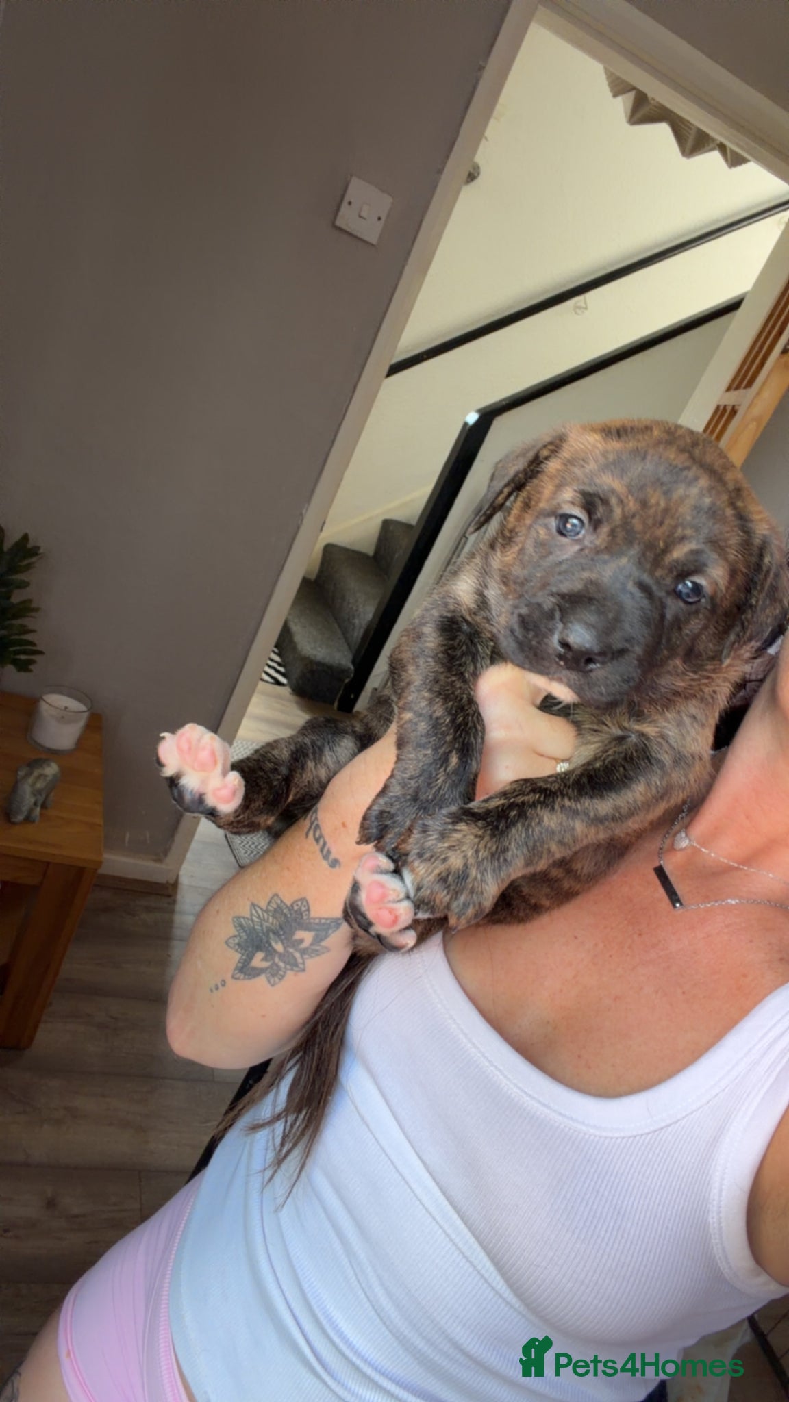 Mixed Breed dogs for sale: 2 female puppies  - Advert 4
