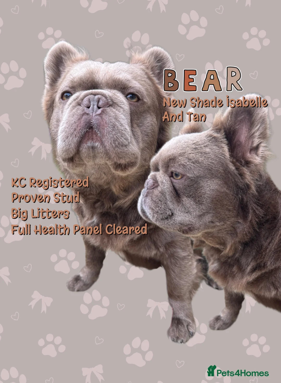 French Bulldog dogs for stud: ⚡️PROVEN STUD⚡️NEW SHADE ISABELLE FLUFFY FRENCHIE - Advert 1
