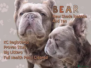 French Bulldog dogs ⚡️PROVEN⚡️NEW SHADE ISABELLA FLUFFY FRENCHIE - Advert 2