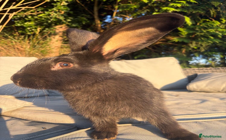 Continental Giant rabbits - Advert 6