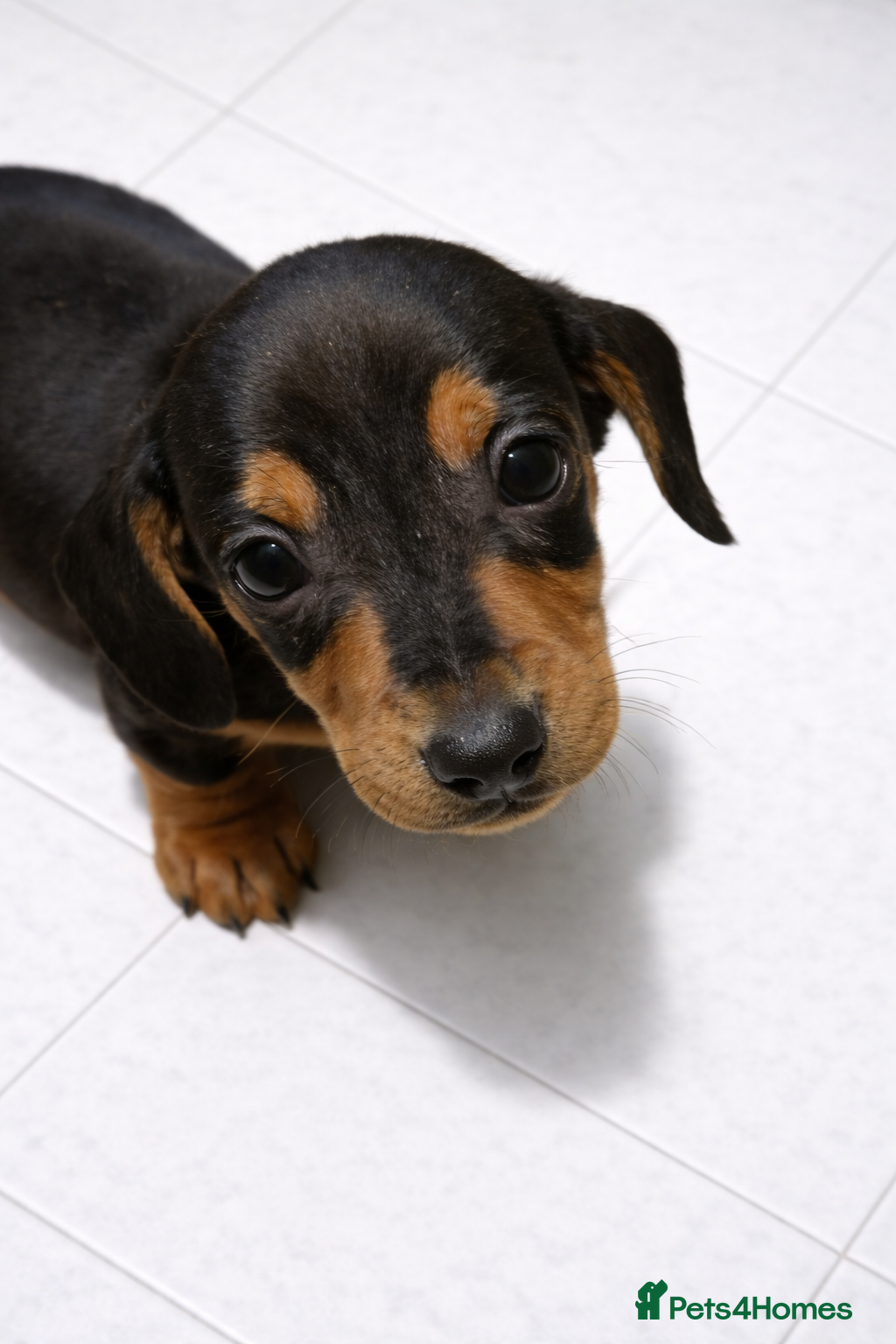 Dachshund dogs Dachshund puppies  - Advert 1