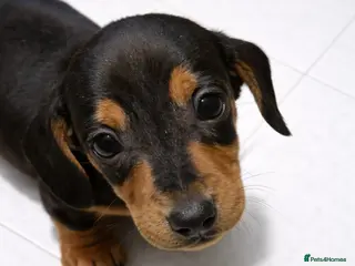 Dachshund dogs Dachshund puppies - Advert 2