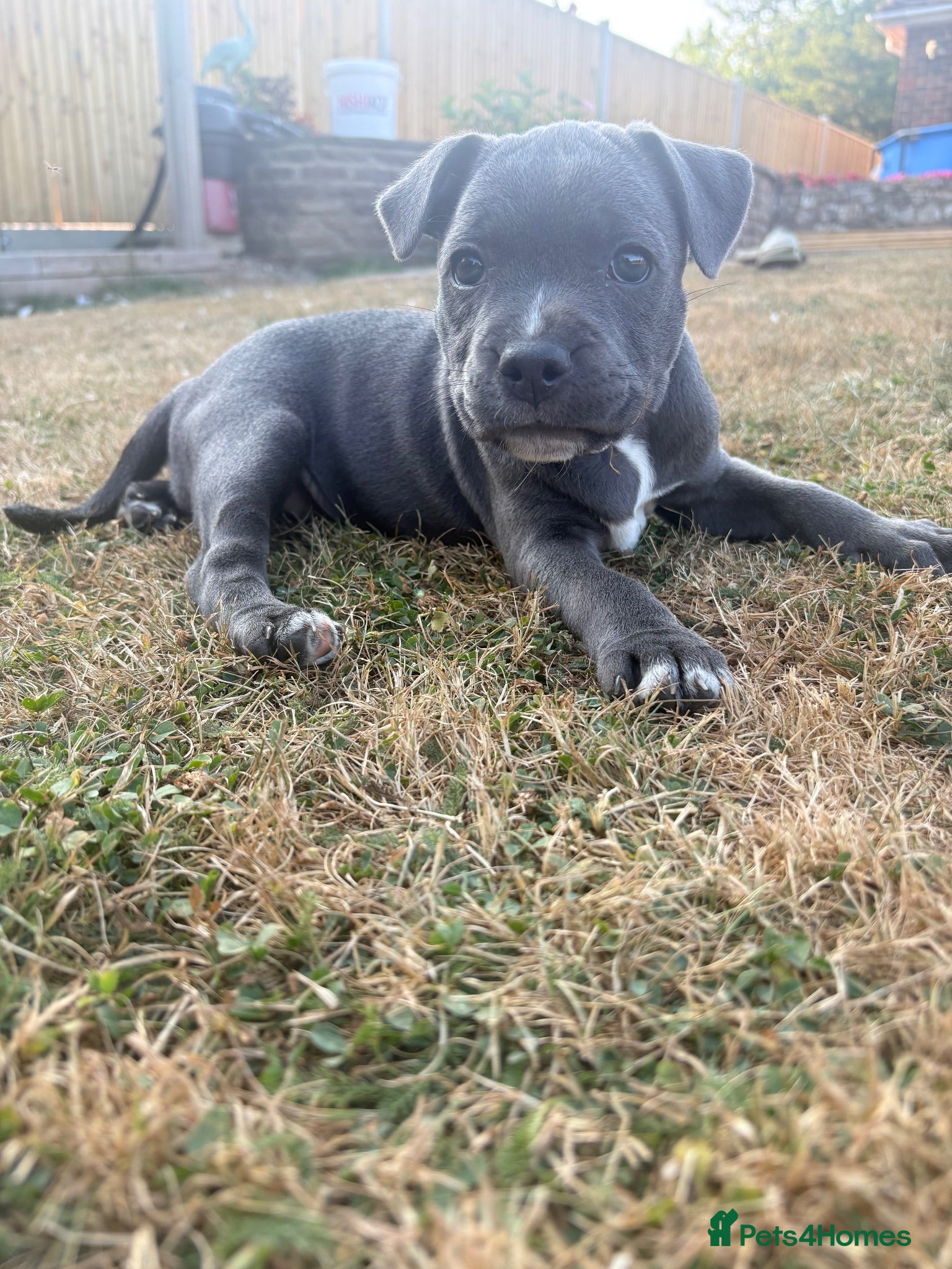 Staffordshire Bull Terrier dogs Blue & White KC Staffordshire Bull Terrier Puppy - Advert 2