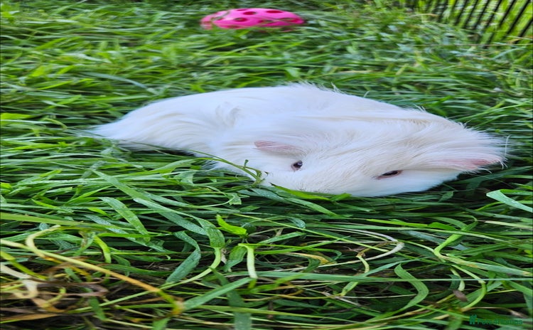 Guinea Pig rodents - Advert 8