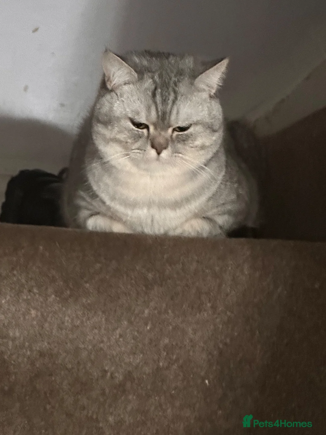 British Shorthair cats for stud: Stud/Champ Bloodline Pureblood British Shorthair in Luton - Advert 5
