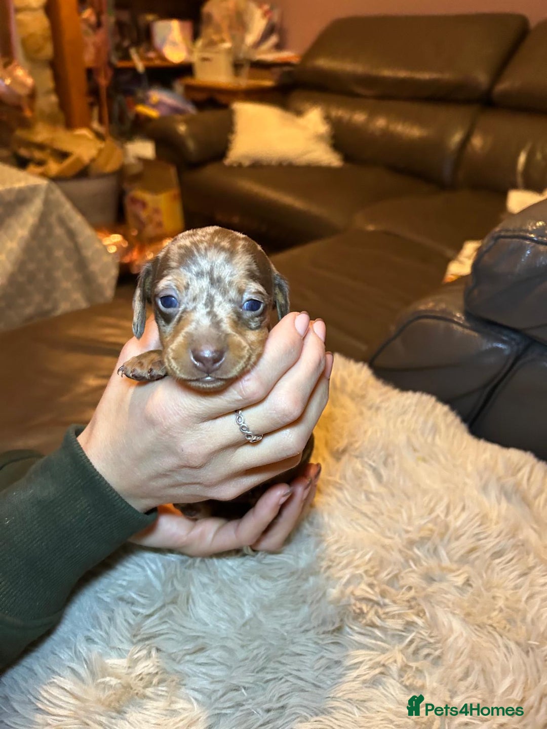 Miniature Dachshund dogs for sale: KC Miniature Dachshund Puppies  - Advert 12