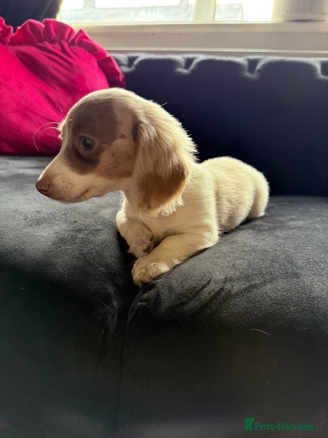 Miniature Dachshund dogs for sale: RE-OPENED AD 2x KC mini long haired 5* ready now  - Advert 14