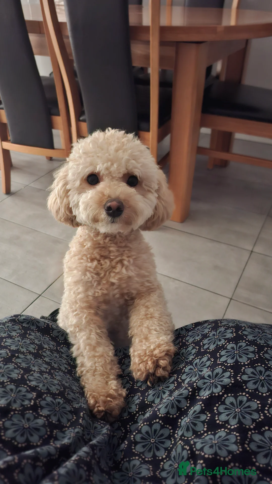 Maltipoo dogs for sale: Gorgeous maltipoo for sale - Advert 2