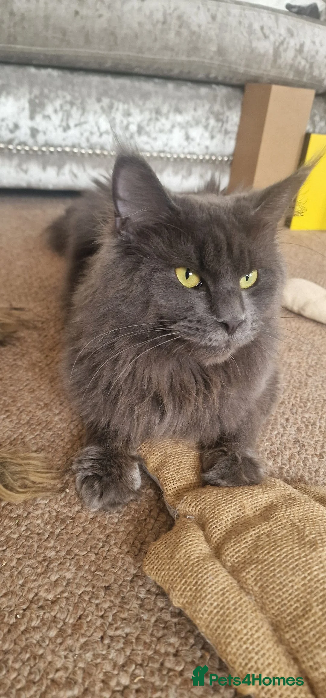 Maine Coon cats for sale:  Stunning Maine Coon Kittens – Ready Now – £1000 - Advert 32