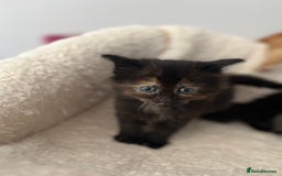 Domestic Shorthair cats for sale: kittens - Image 11
