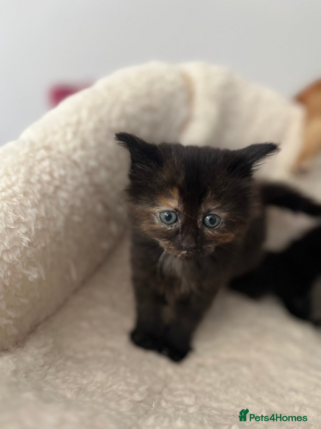 Domestic Shorthair cats for sale: kittens - Image 11