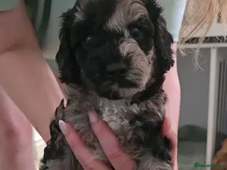 Miniature Poodle dogs Available Thursday mini poodles £1250. - Advert 16