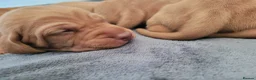 Hungarian Vizsla dogs for sale: Hungarian vizsla KC puppies for sale in Peterlee - Advert 4