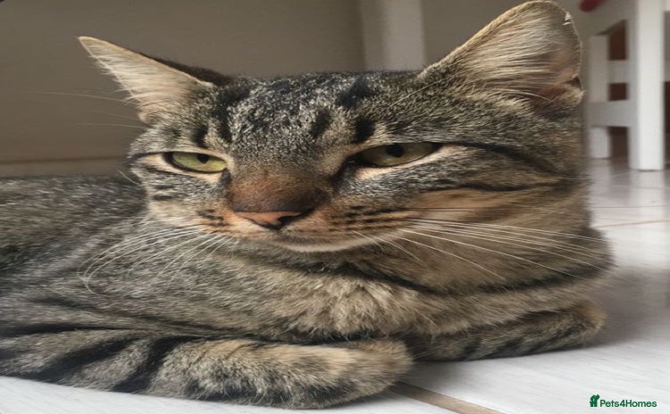 Toyger cats 3 beautiful toyger kittens ready to go!  - Advert 2