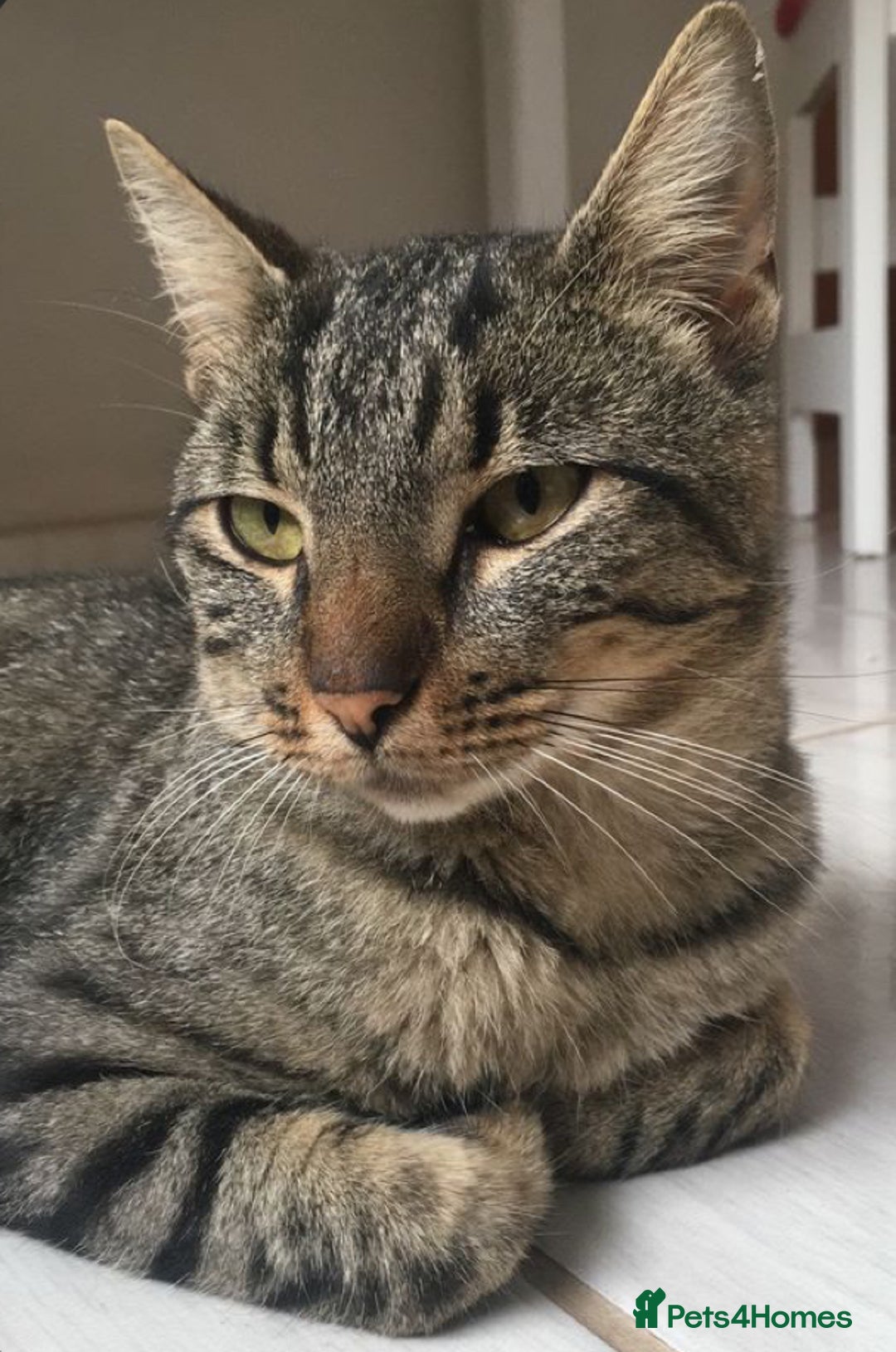 Toyger cats for sale: 3 beautiful toyger kittens ready to go!  - Advert 1