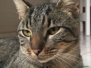 Toyger cats 3 beautiful toyger kittens ready to go! - Advert 1