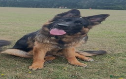 German Shepherd dogs for sale: German Shepherd Girl 13 months old  - Image 1