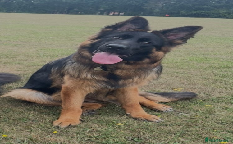 German Shepherd dogs - Advert 1