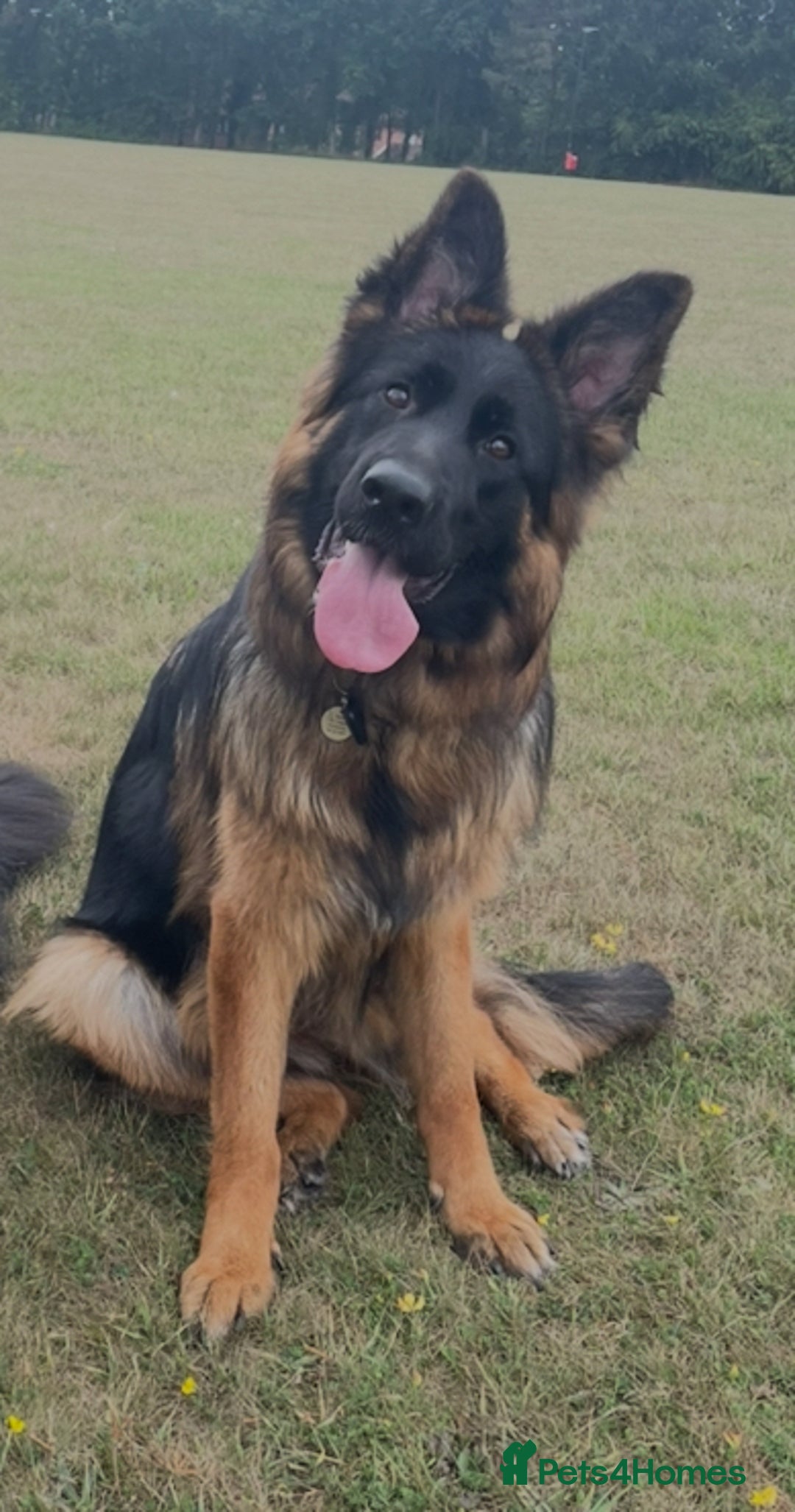 German Shepherd dogs for sale: German Shepherd Girl 13 months old  - Image 1