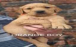 Golden Retriever dogs for sale: KC GOLDEN RETRIEVER PUPPIES HEALTH TESTED PARENTS  - Image 9