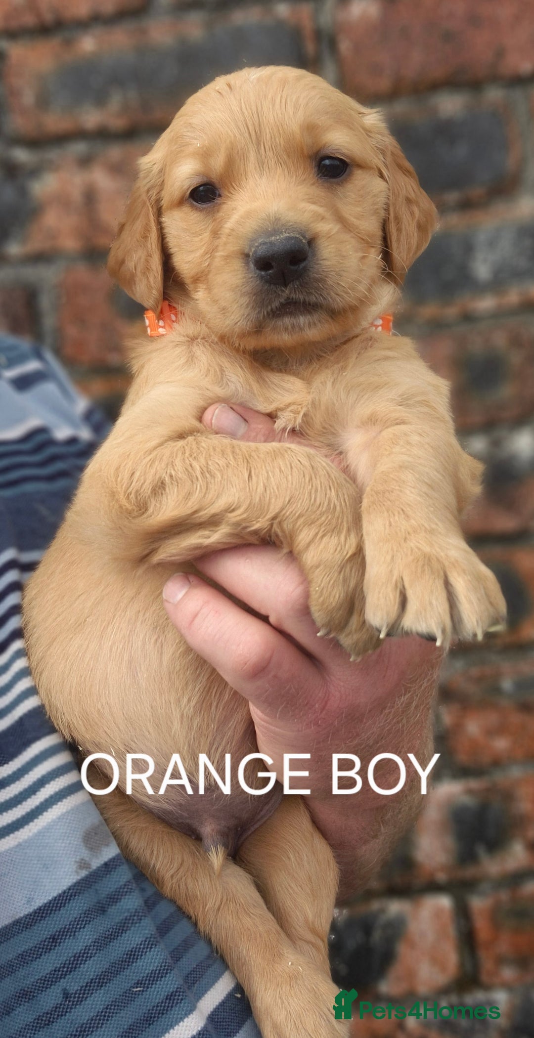 Golden Retriever dogs for sale: KC GOLDEN RETRIEVER PUPPIES HEALTH TESTED PARENTS  - Image 9