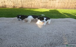 Jack Russell dogs for sale: Minature jack russell puppy's  - Image 1