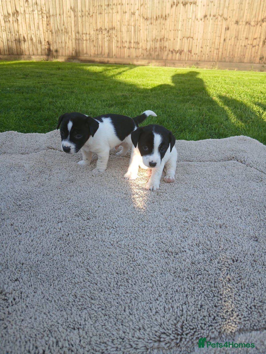 Jack Russell dogs for sale: Minature jack russell puppy's  - Image 1