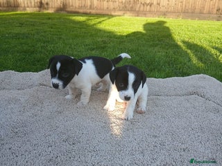 Jack Russell dogs - Advert 25