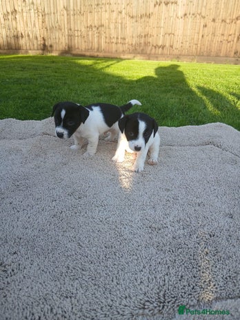 Jack Russell dogs - Advert 12