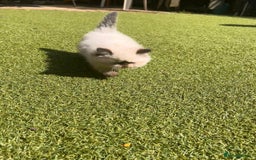 Persian cats for sale: Himalayan Persian kittens - Image 11