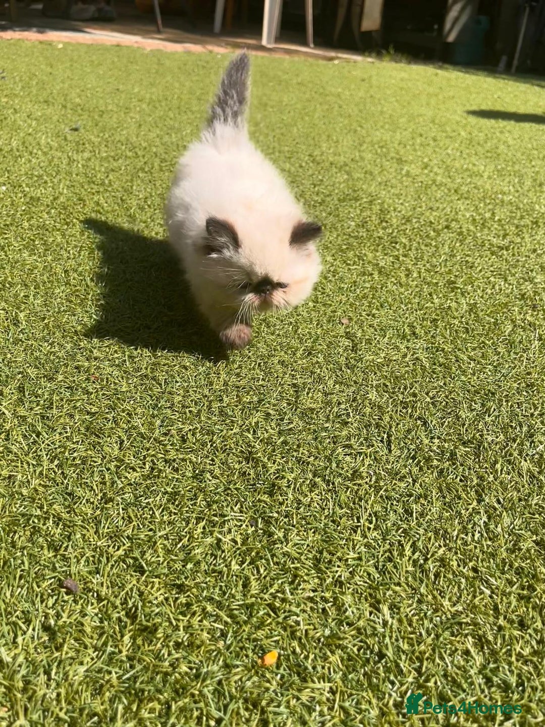 Persian cats for sale: Himalayan Persian kittens - Image 11
