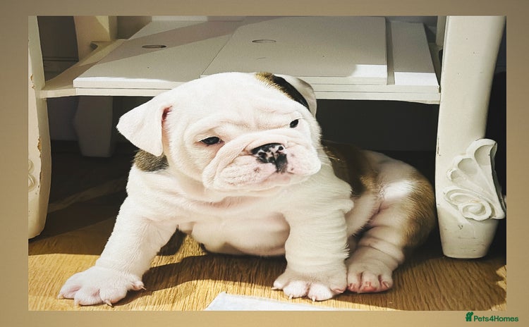 English Bulldog dogs - Advert 1