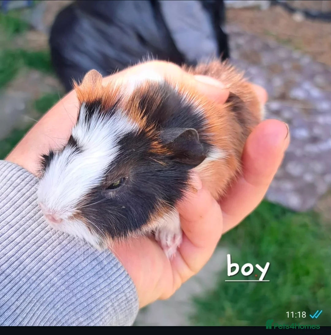Guinea Pig rodents for sale: Young male guinea pigs for sale  - Advert 7