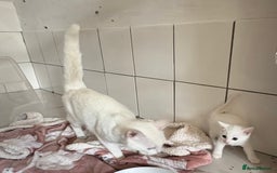Mixed Breed cats for adoption: 3 beautiful kittens  - Image 11