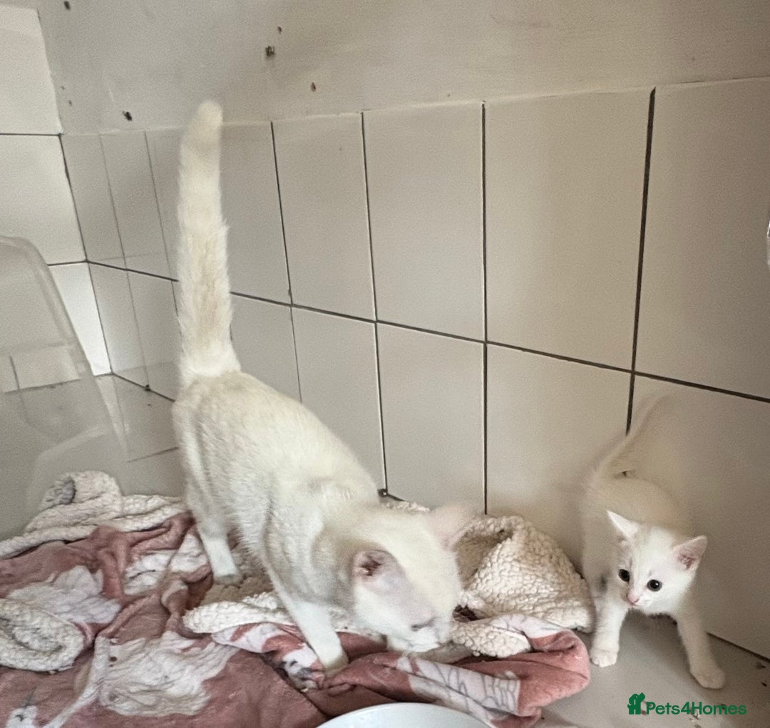 Mixed Breed cats for adoption: 3 beautiful kittens  - Image 11