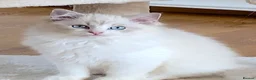 Ragdoll cats for sale: READY NOW *** GCCF REGISTERED RAGDOLL KITTENS - Advert 4